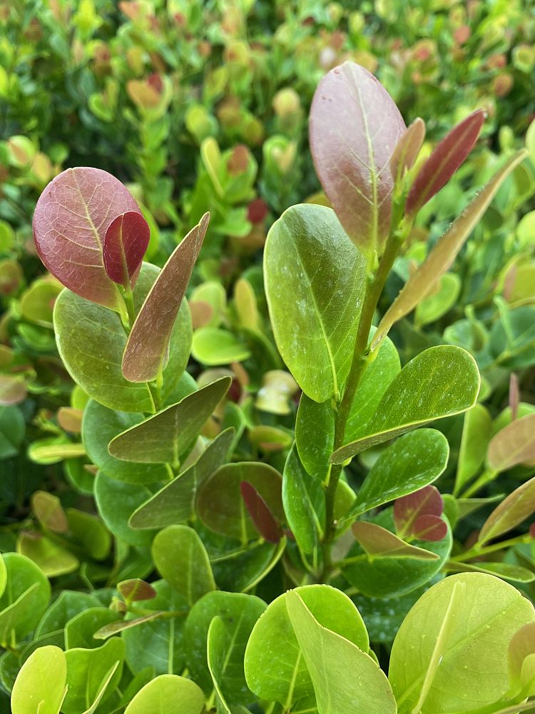 chrysobalanus-icaco-cocoplum