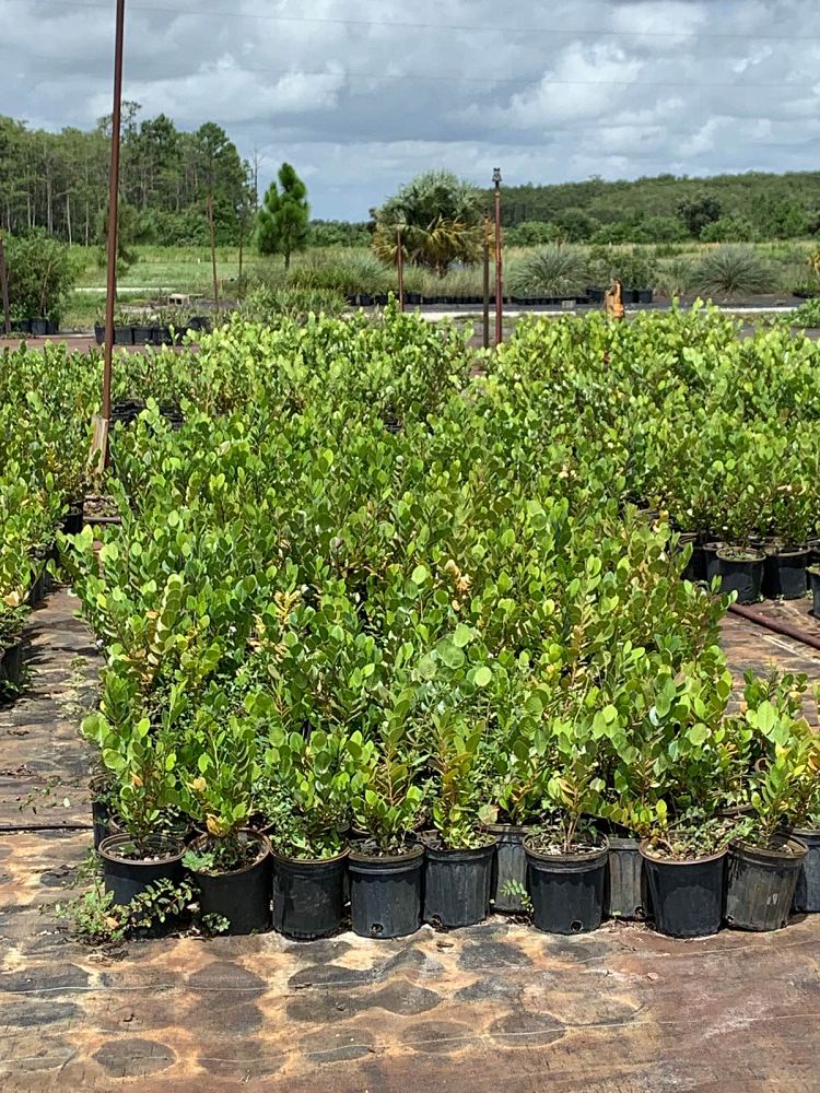 chrysobalanus-icaco-cocoplum