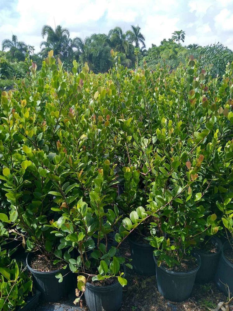 chrysobalanus-icaco-cocoplum