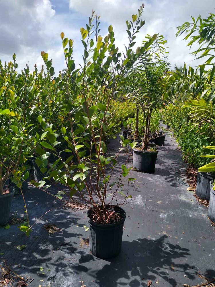 chrysobalanus-icaco-cocoplum
