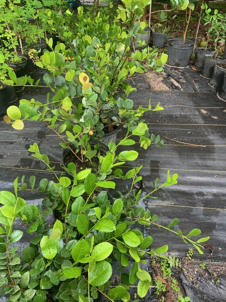 chrysobalanus-icaco-cocoplum