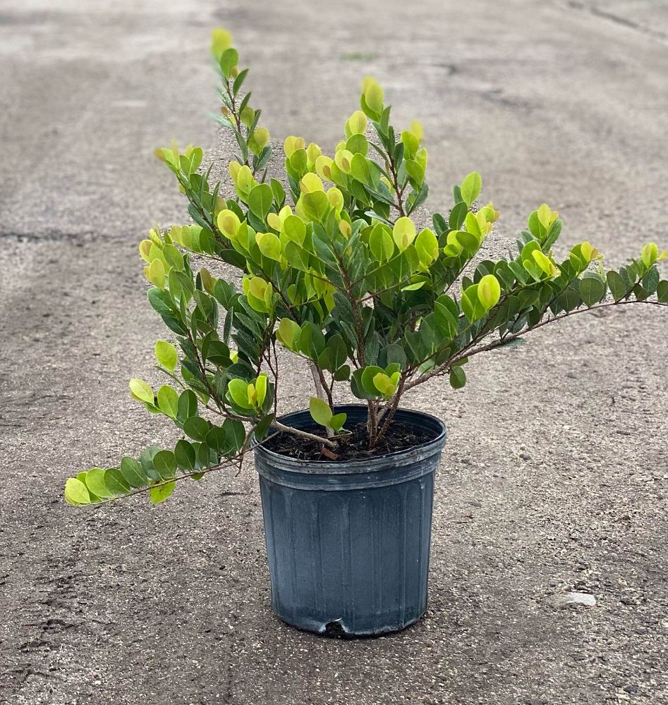 chrysobalanus-icaco-cocoplum