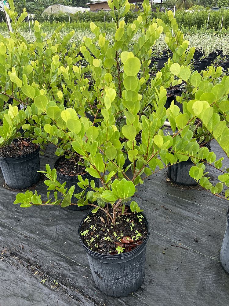 chrysobalanus-icaco-cocoplum