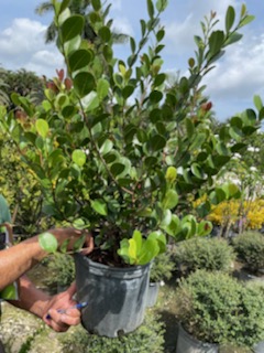 chrysobalanus-icaco-cocoplum