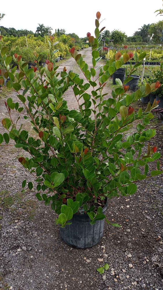 chrysobalanus-icaco-cocoplum