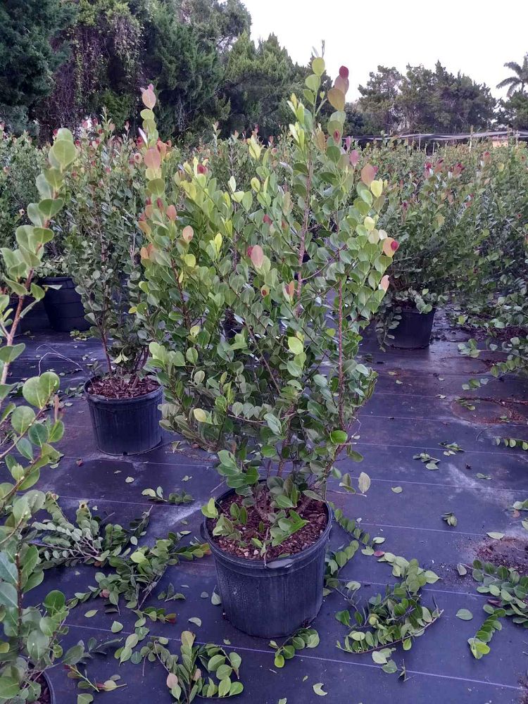 chrysobalanus-icaco-cocoplum