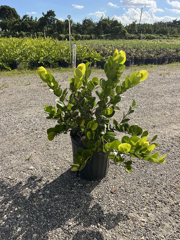 chrysobalanus-icaco-cocoplum