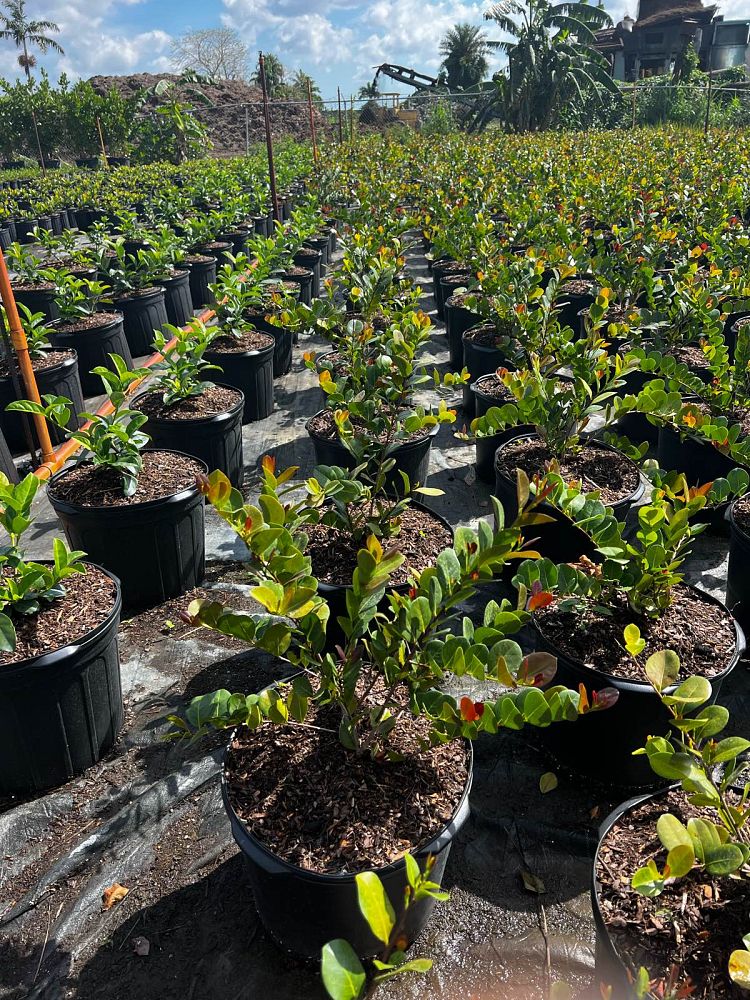 chrysobalanus-icaco-cocoplum