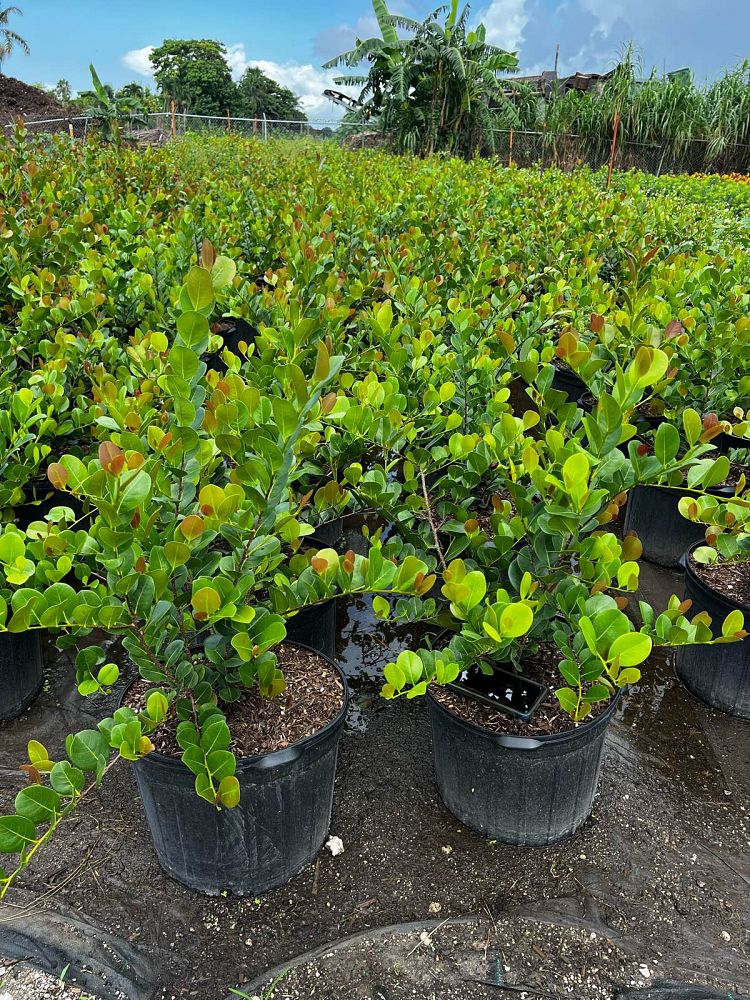 chrysobalanus-icaco-cocoplum
