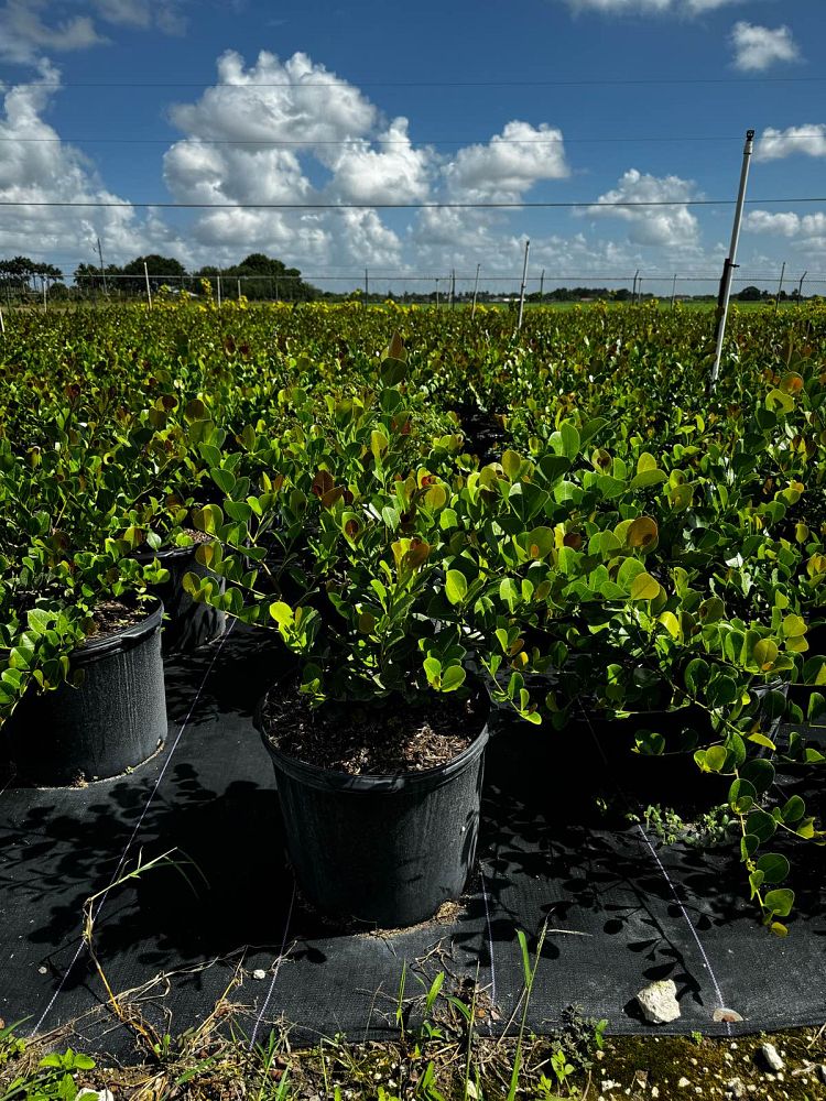 chrysobalanus-icaco-cocoplum