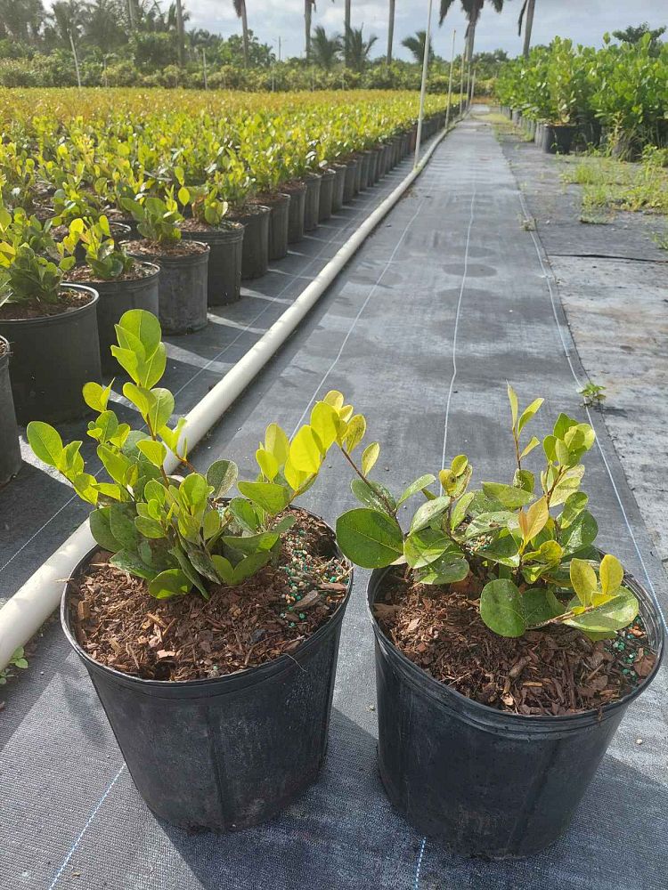 chrysobalanus-icaco-cocoplum