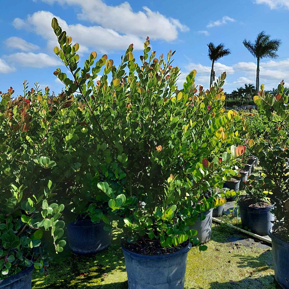 chrysobalanus-icaco-cocoplum