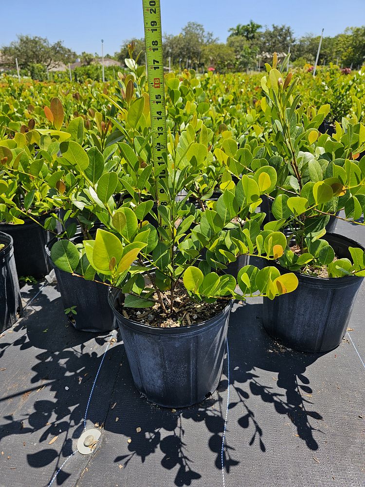 chrysobalanus-icaco-cocoplum