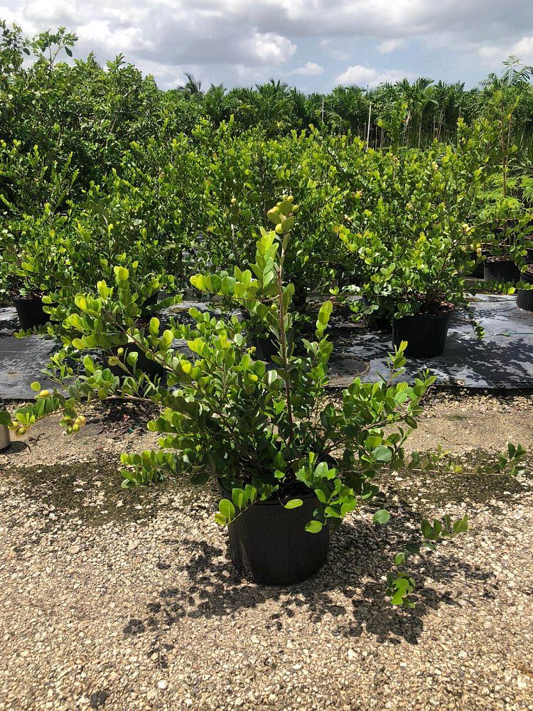 chrysobalanus-icaco-cocoplum