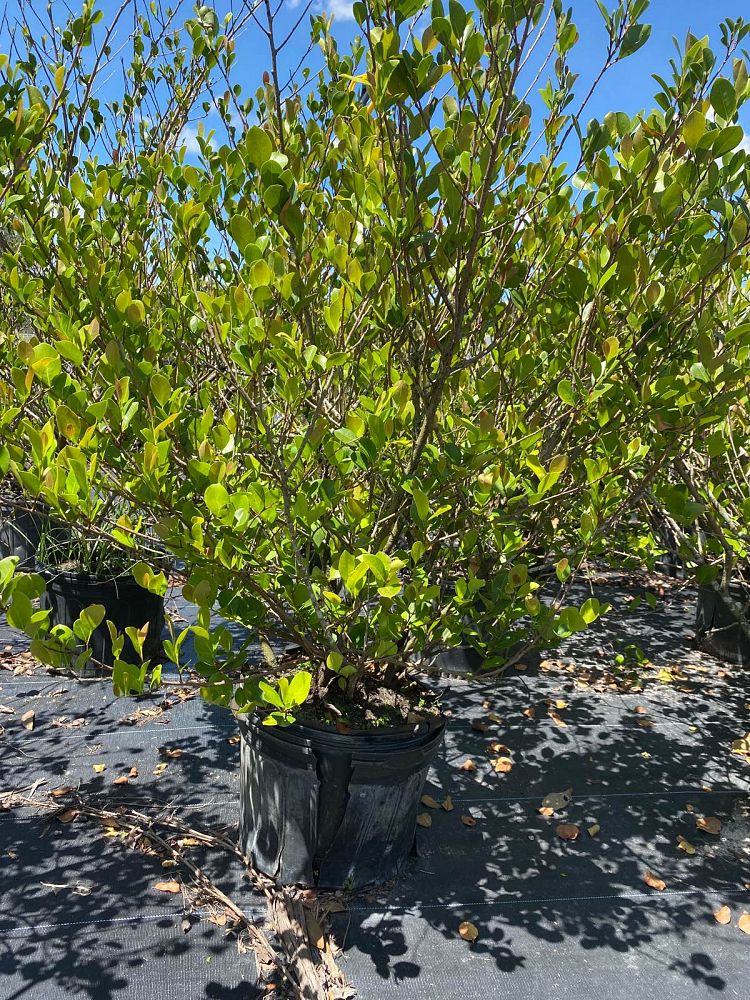 chrysobalanus-icaco-cocoplum