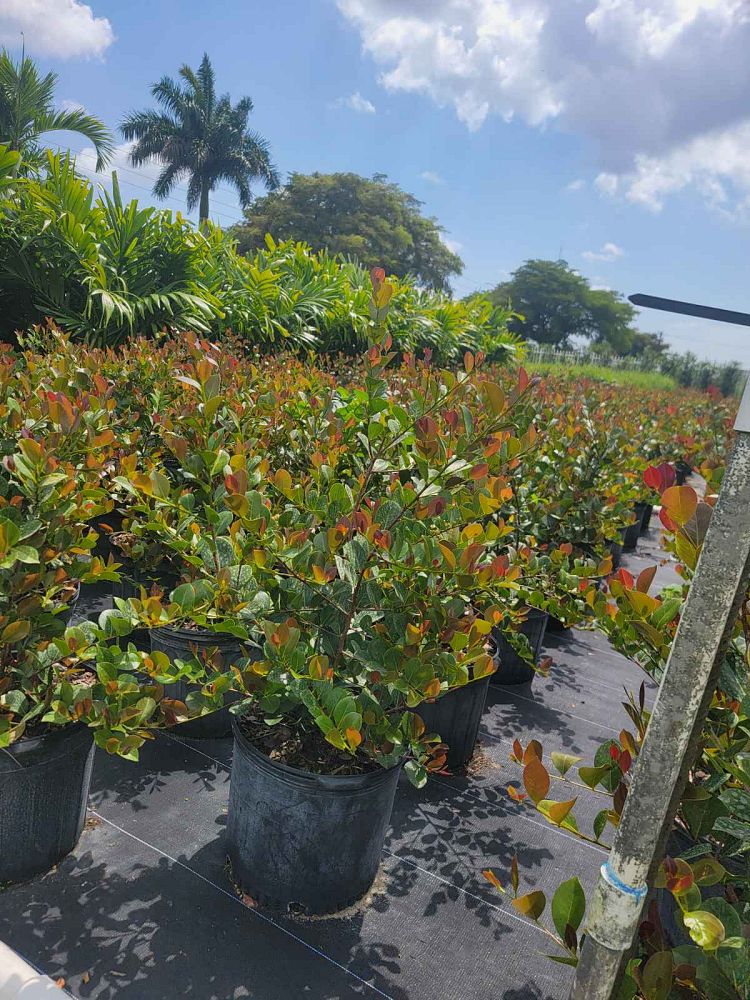 chrysobalanus-icaco-cocoplum