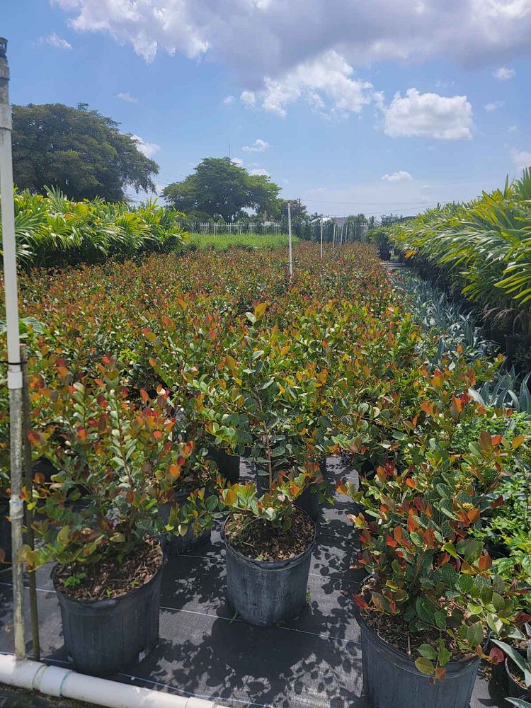 chrysobalanus-icaco-cocoplum