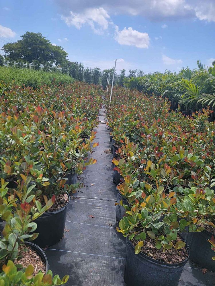 chrysobalanus-icaco-cocoplum