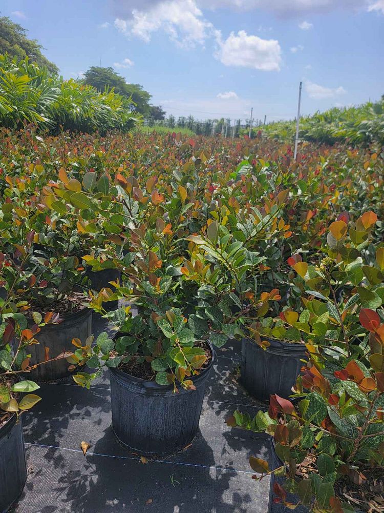 chrysobalanus-icaco-cocoplum