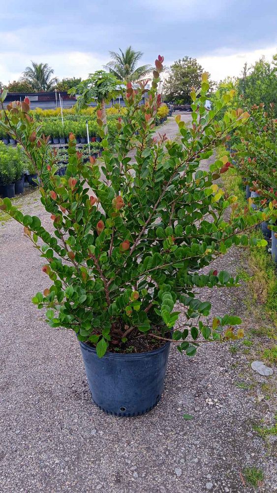 chrysobalanus-icaco-cocoplum