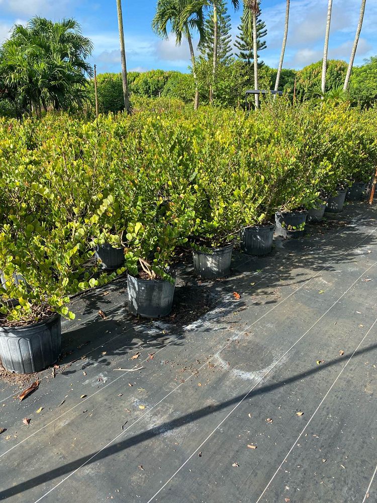 chrysobalanus-icaco-cocoplum