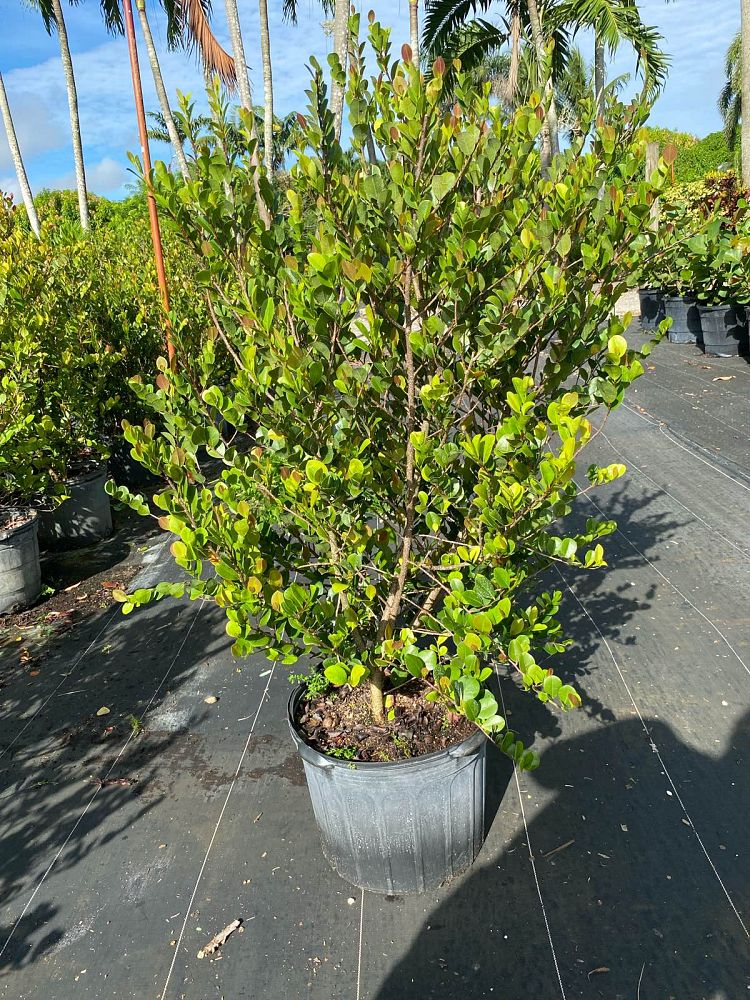 chrysobalanus-icaco-cocoplum