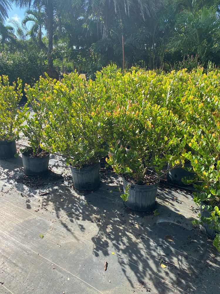 chrysobalanus-icaco-cocoplum