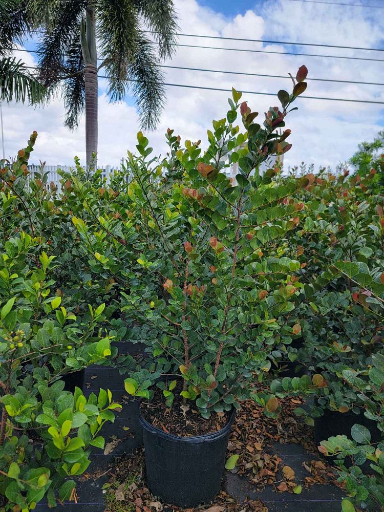 chrysobalanus-icaco-cocoplum