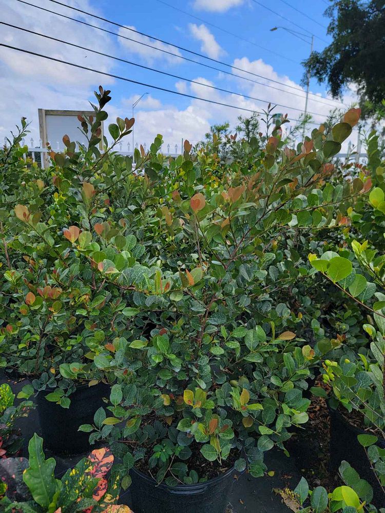 chrysobalanus-icaco-cocoplum