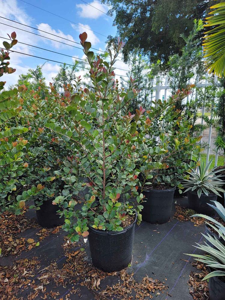 chrysobalanus-icaco-cocoplum