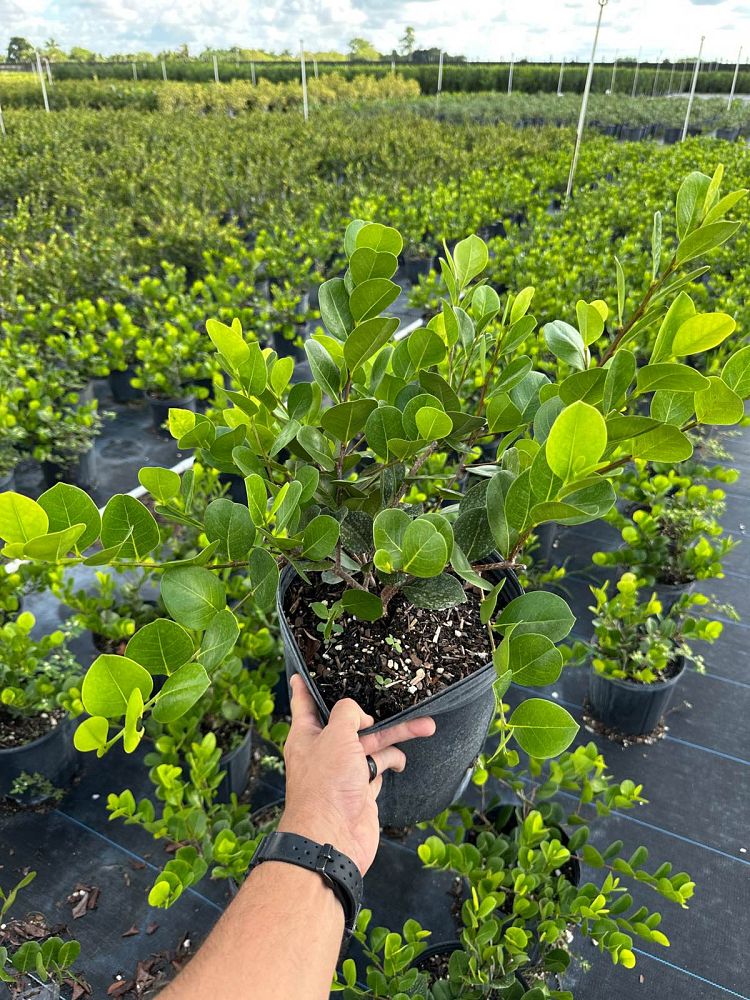 chrysobalanus-icaco-cocoplum