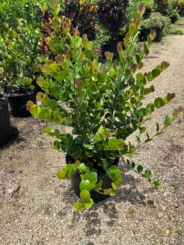 chrysobalanus-icaco-cocoplum