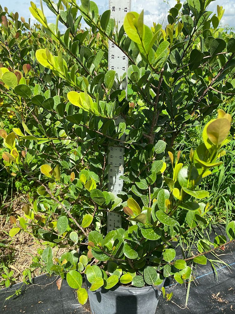 chrysobalanus-icaco-cocoplum
