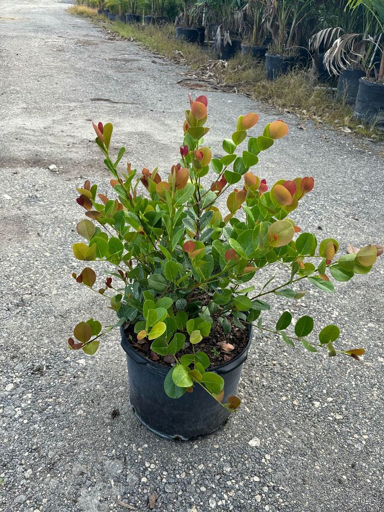chrysobalanus-icaco-cocoplum