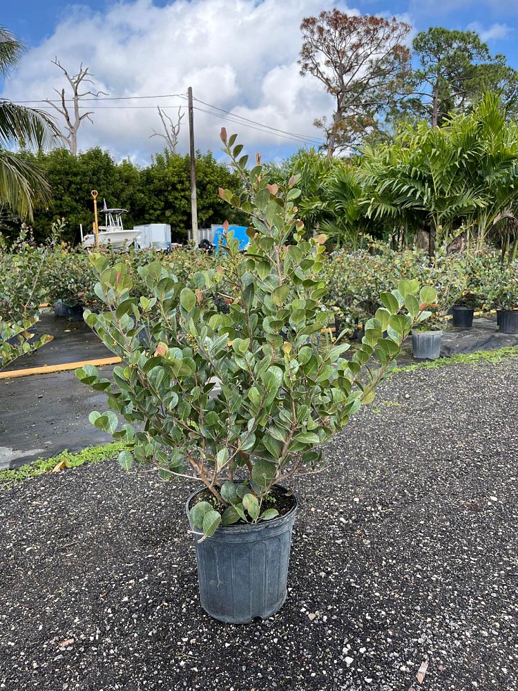 chrysobalanus-icaco-cocoplum