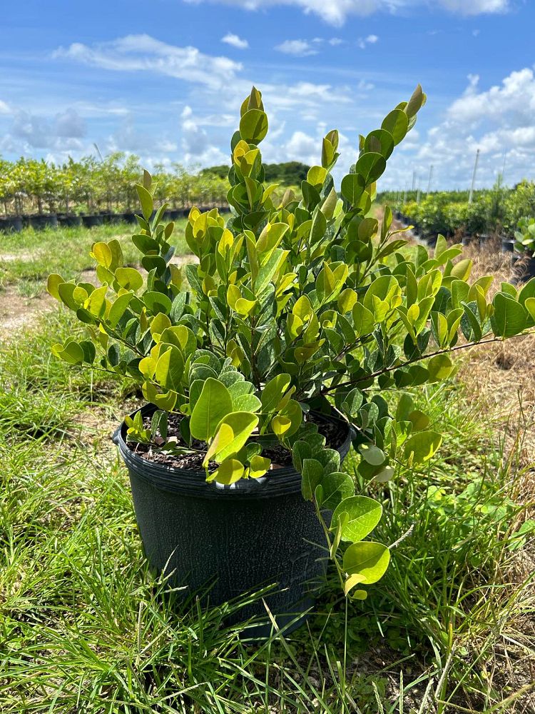chrysobalanus-icaco-cocoplum