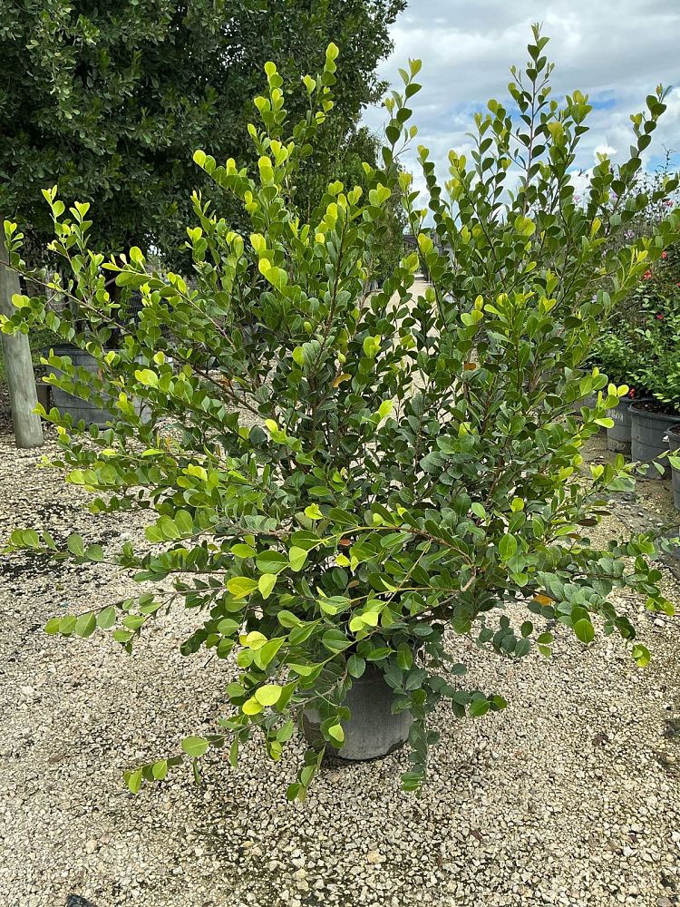 chrysobalanus-icaco-cocoplum