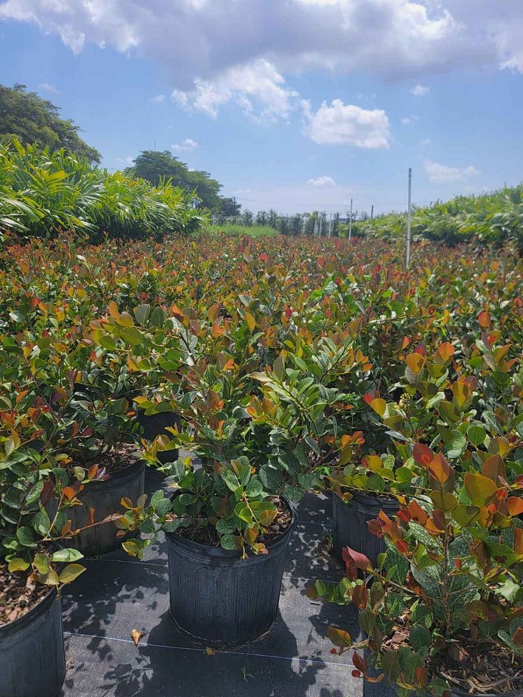 chrysobalanus-icaco-cocoplum
