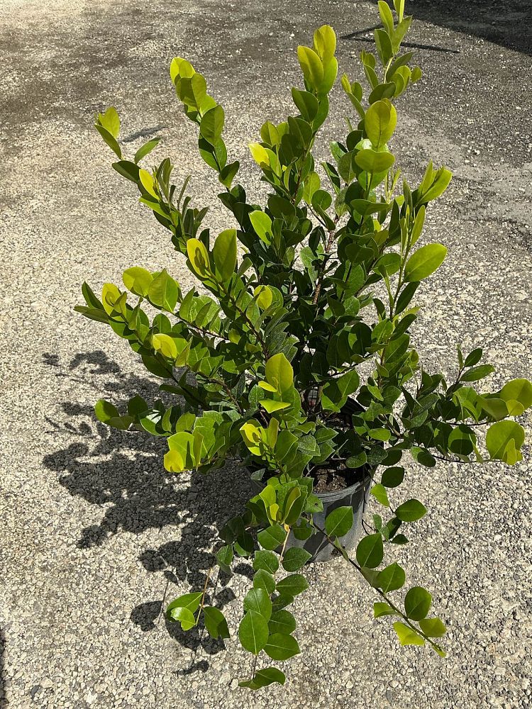 chrysobalanus-icaco-cocoplum