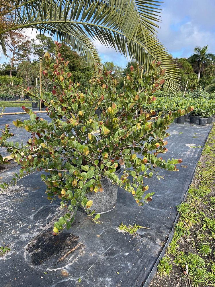 chrysobalanus-icaco-cocoplum