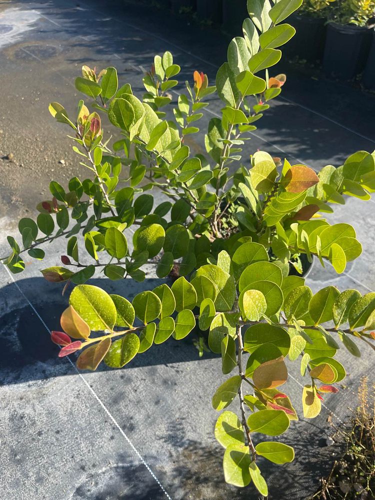 chrysobalanus-icaco-cocoplum