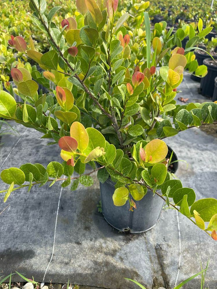 chrysobalanus-icaco-cocoplum