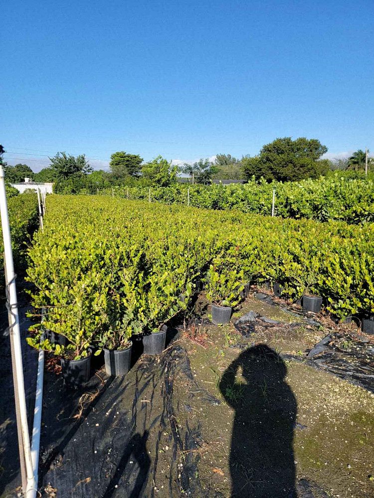 chrysobalanus-icaco-cocoplum