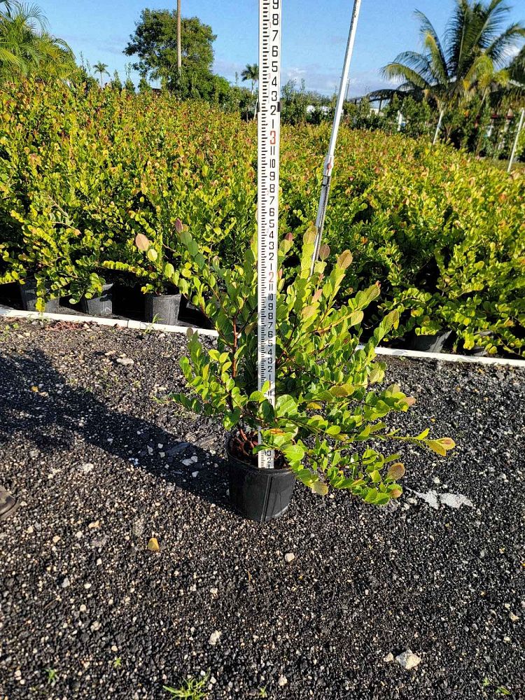 chrysobalanus-icaco-cocoplum