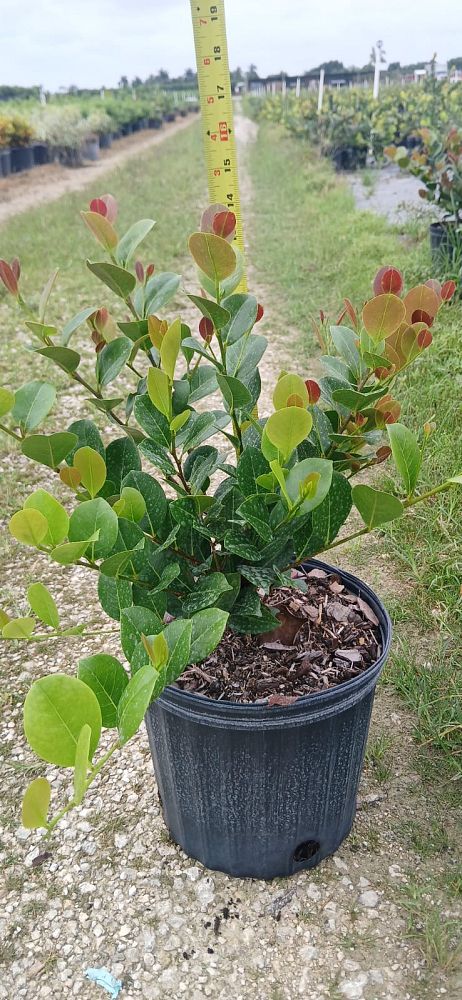 chrysobalanus-icaco-cocoplum