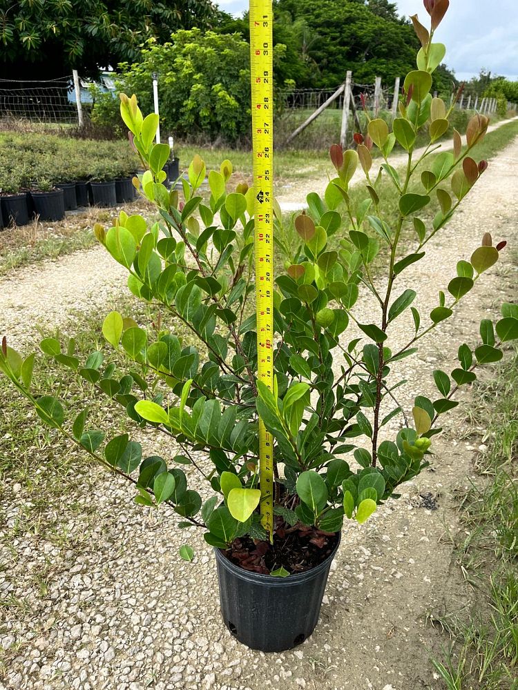 chrysobalanus-icaco-cocoplum