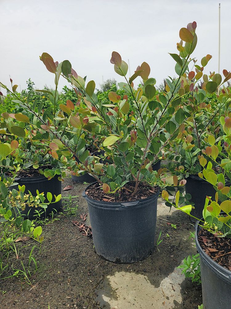 chrysobalanus-icaco-cocoplum