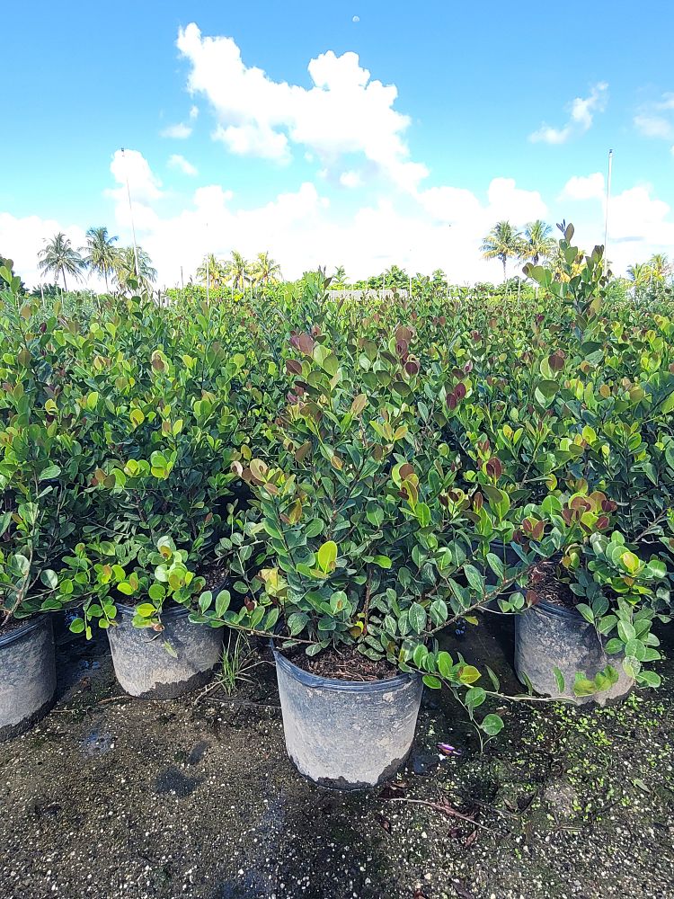 chrysobalanus-icaco-cocoplum