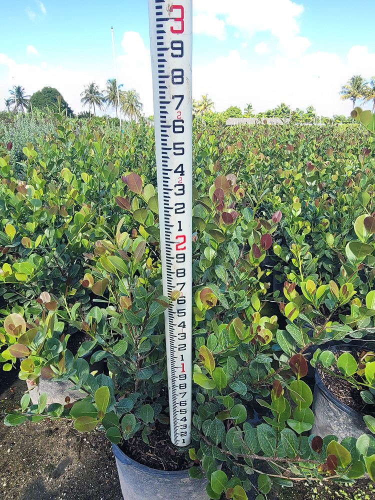 chrysobalanus-icaco-cocoplum