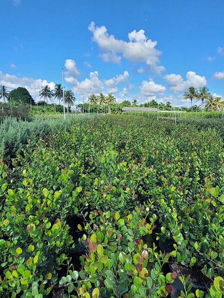 chrysobalanus-icaco-cocoplum